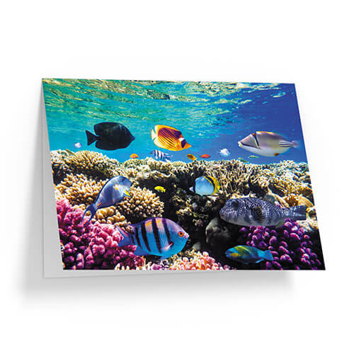 Colourful Reef - Koala Cards
