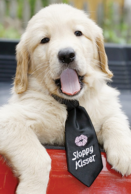 Sloppy Kisser