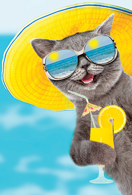 Holiday Cat