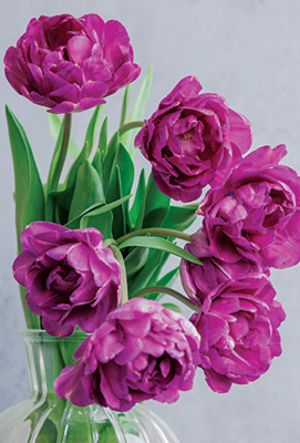 Tulips