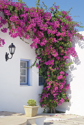 Bouganvillea