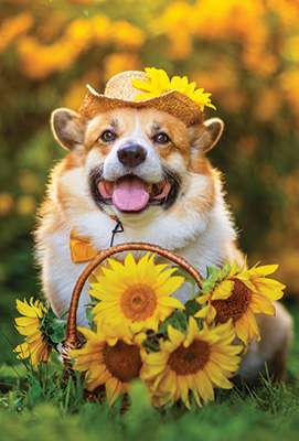 Sunflower Corgi