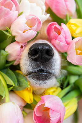C3040 Cute Dog and Tulips