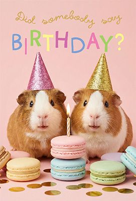 SP3055 Guinea Pig Macarons