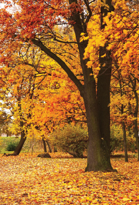 C3065 Autumn Trees