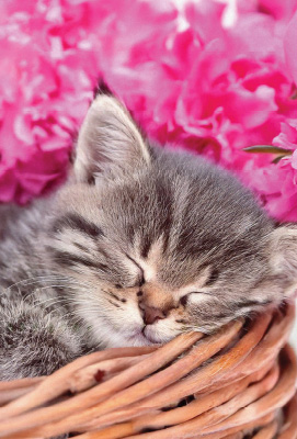 C3066 Sweet Kitten