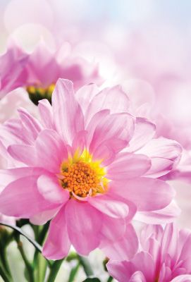 C3076 Pink Daisy